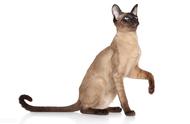 暹罗猫的完美饲养指南：你需要知道的一切