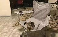 下班回家惊见小虎斑猫悠哉在椅子上，网友疑惑：我何时养了只猫？