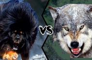 孟加拉虎杀手与东北虎克星的对决：藏獒vs野狼，谁将胜出？