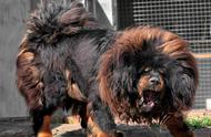 全球十强最凶猛犬种，日本土佐名列前茅，藏獒只能屈居第二