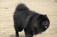 中国原生松狮犬：一种不应被遗忘的犬种