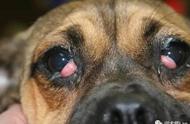 狗狗眼角出现膜状物或红色突起，这是正常的吗？