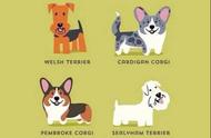 萌犬图鉴：全球最知名的狗狗及其起源地，超级可爱！