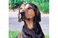 黑棕色猎犬：汪汪界的“黑美人”！