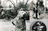 熊兵：动物界的运输专家，多年服役从未失误