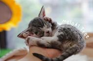 「德文卷毛猫」：手心里的可爱小宝贝