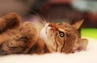 猫咪呕吐、拉稀、拒食：猫瘟和猫传染性腹膜炎的警示信号