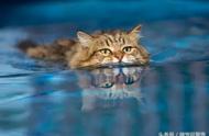 谁说猫咪都是恐水的？看看这些热爱水的喵星人！