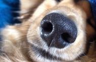 揭秘狗狗身上的8个秘密，你了解多少？