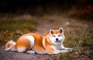 秋田犬“忠犬八公”被列入禁养名单，禁令发布！