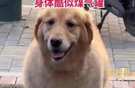 煤气罐金毛：狗界新品种，体重达100斤！