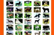 河南官方发布禁养犬种名单，50类犬种被列入禁止范围