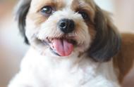 串串犬的魅力：18只杂交犬的可爱程度你敢挑战吗？