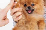 博美犬为何受到众多宠物爱好者的追捧？揭秘“7个原因”