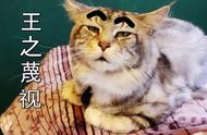缅因猫：一种令人着迷的猫品种