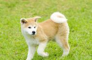秋田犬的可爱之处：为何被禁止饲养？