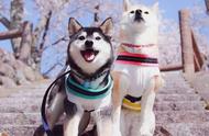 秋田犬和柴犬：你能区分它们吗？