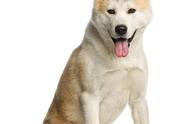 秋田犬：一种独特的宠物品种