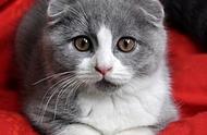 苏格兰折耳猫：一种独特的猫咪品种