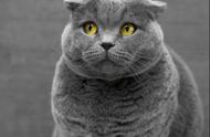 英国短毛猫的十大热门毛色，你了解吗？你的宠物是哪种？