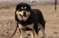 中国五大神犬：威武雄壮，完胜国外犬种