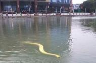 常州小伙公园游泳，携带4米长黄金巨蟒引围观