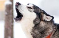 二哈的歌唱热情：你家狗狗是否属于最吵闹的10种？
