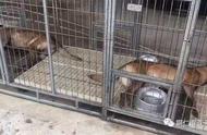 铜仁蓝天救援队价值70000元的搜救犬疑似遭毒杀