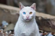猫的“阴阳眼”揭秘：为何总是盯着白纸？