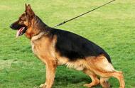 德国狗品种大揭秘：除了黑背，还有这7种英勇无敌的狗狗！