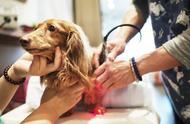 腰椎间盘突出：不只是人类的问题，狗狗也可能患上，如何预防和治疗？