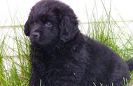 纽芬兰犬价格一览：幼犬养护指南