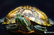 巴西龟养成秘籍：展现你的真爱！