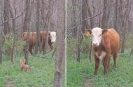 吉娃娃意外捕获一头逃跑的牛