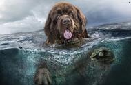 纽芬兰犬：禁养之犬，温柔的海洋英雄