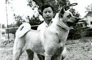 探索家族起源：日本秋田犬的故事（96）