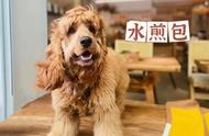 英国可卡犬水煎包：我是包子麻麻的宠物故事