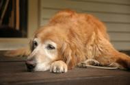 金毛寻回犬领衔，揭秘十种大型犬的常见健康问题，你家的金毛是否也在其中？