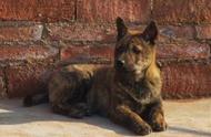 中华虎斑犬：被人类忽视的猎犬瑰宝