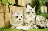 英短猫与美短猫：哪个更适合你？看完这篇文章，你会明白的。