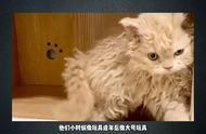 如何获得一只赛尔凯特猫？——为波斯猫做卷毛造型 #卷毛猫