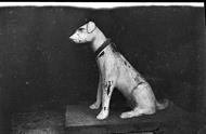 欣赏中华田园犬：历史老照片中的正宗模样