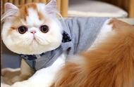 网友揭秘：为何“加菲猫”被弃养率居高不下？