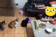 主人剥虾时，三只猫咪竟然在排队，这是要开饭了吗？