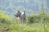 四种农村顶级猎犬：纯种珍稀，山地捕猎专家