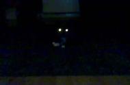 揭秘猫咪夜晚眼睛发光的奥秘