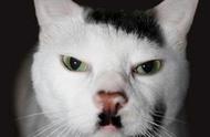 希特勒的猫脸复制品，你们真的这么像吗？