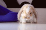 垂耳兔养殖：迷你版指南