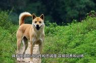 如何正确养护中华田园犬？