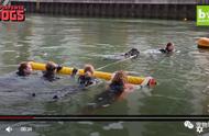 纽芬兰犬：超级救援明星，一口气救十人上岸